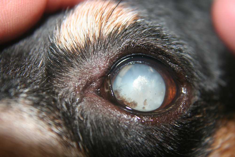Can Dogs Cataract Surgery Can Dogs Cataract Surgery